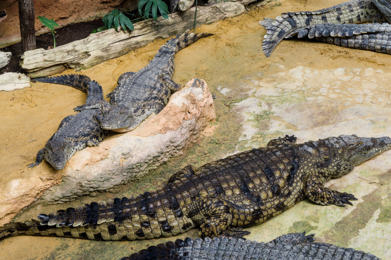 Plusieurs crocodiles se reposent sur une surface sablonneuse dans l'enclos d'un zoo, mettant en valeur leur comportement naturel.