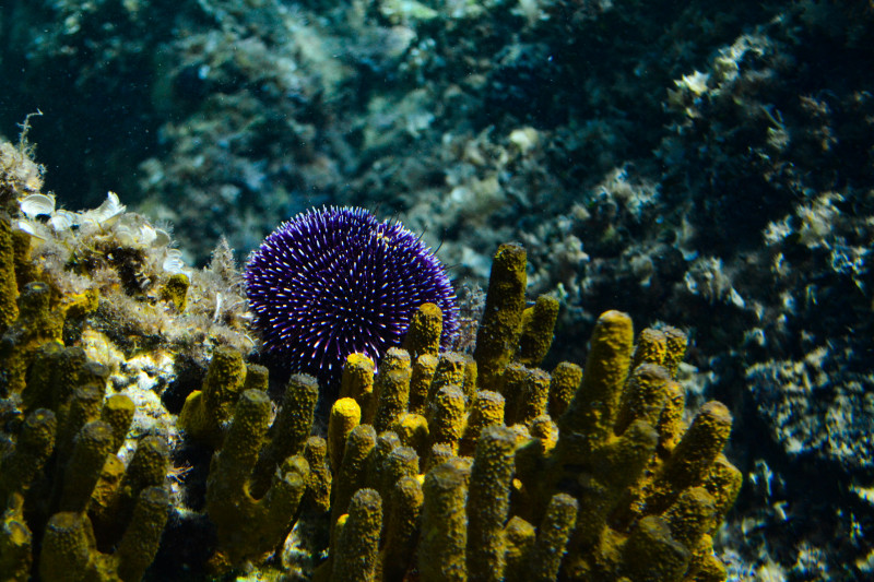 Mediterranean violet sea urchin (Sphaerechinus granularis) on a gold sponge (Aplysina aerophoba).