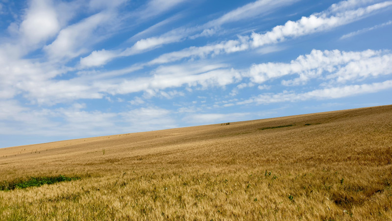 "Dunes of Wheat at Mervilla" - Mervilla, France.