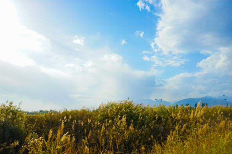 A field of tall grass on a background of mountains under a blue sky