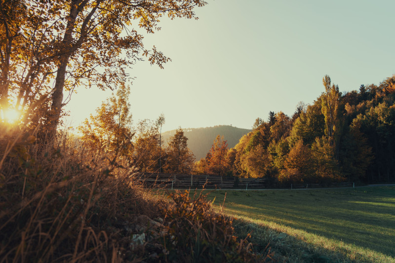 Scène d'automne sereine capturant les teintes dorées et la lumière du soleil sur les collines autrichiennes.