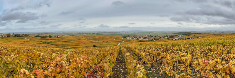Les vignes en automne