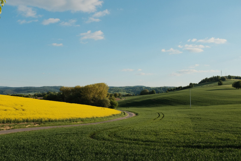 Un paysage de campagne pittoresque avec un champ jaune vibrant sous un ciel bleu clair, capturé en pleine journée.