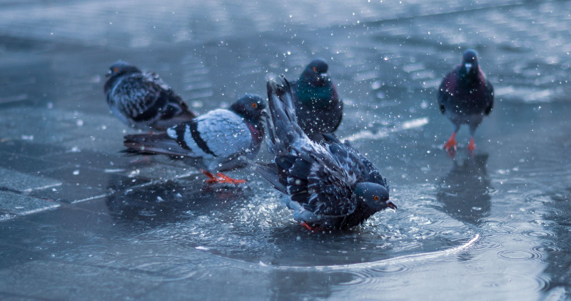 Une centaine de pigeons tués en Espagne à cause de la grêle