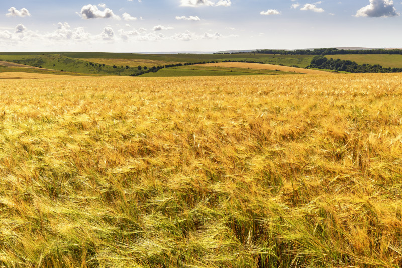Sécheresse et canicule : vers des milliards d’euros pour sauver l’agriculture