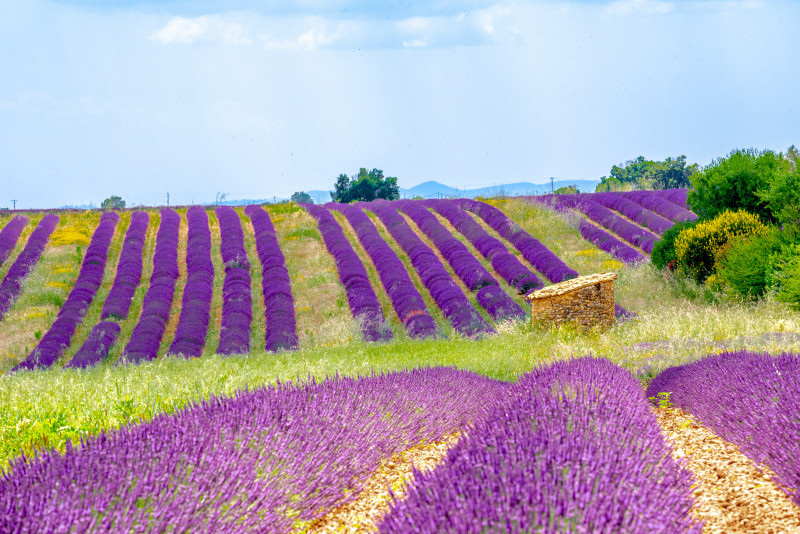 Rows of blooming lavender fields under a cloudy sky