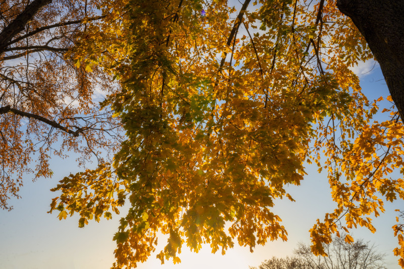 Magnifiques feuilles d'érable d'automne scintillant au soleil, Wabasha, Minnesota.