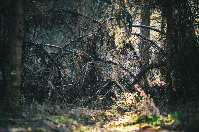 Explorez une forêt de conifères de mauvaise humeur à Suhadole, capturant des branches emmêlées et une nature sauvage sereine.