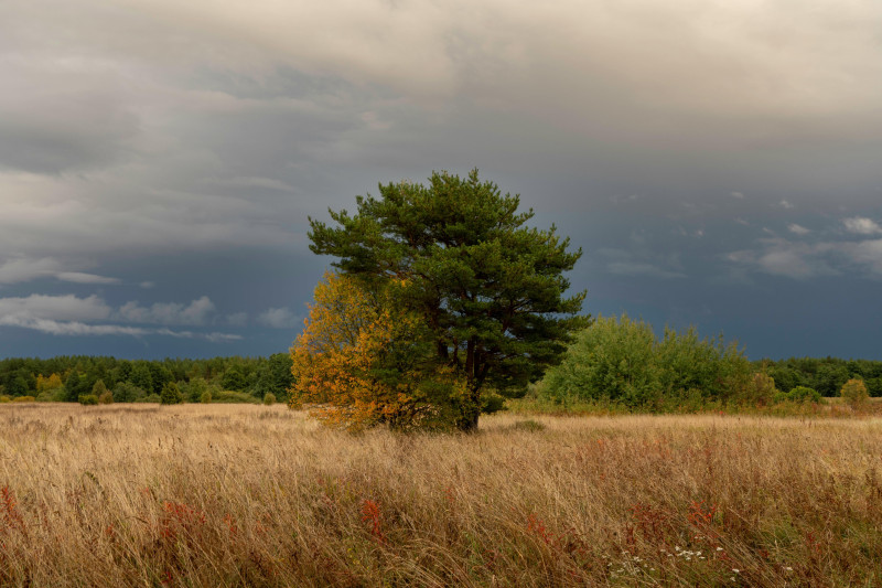 Arbre solitaire dans un champ avec un feuillage automnal sous des ciels dramatiques.