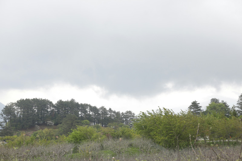 Overcast sky above a wooded hillside with dry grass