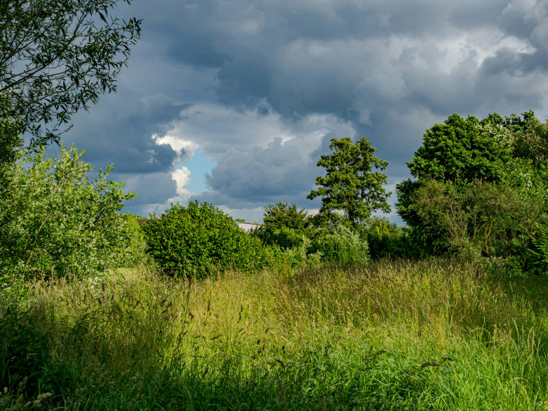 Tall grass and trees under a dramatic cloudy sky