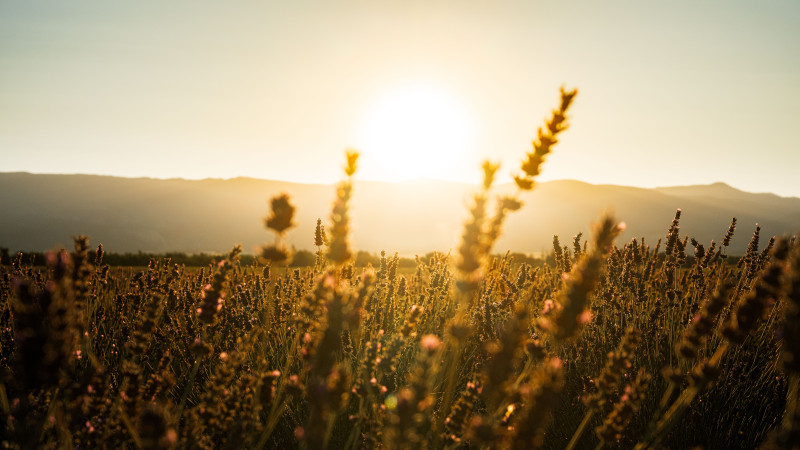 Magnifique lever de soleil sur les champs de lavande en Provence, capturant la tranquillité de la nature.