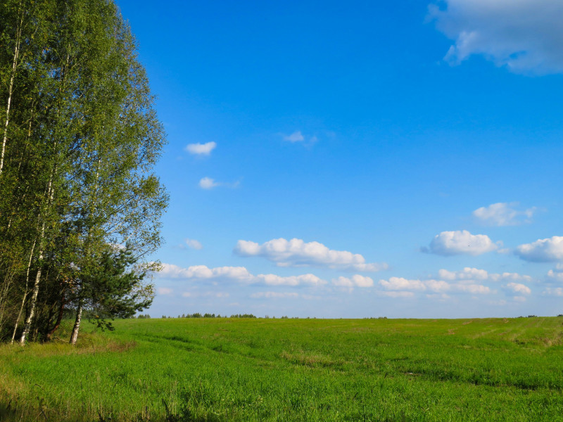 Beautiful summer field and the sky