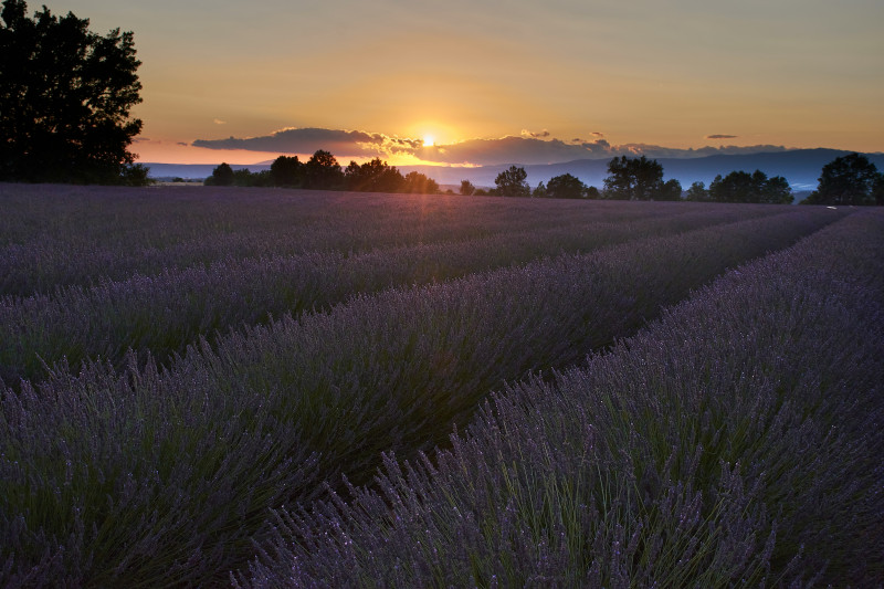 A beautiful lavender field at sunset with distant mountains