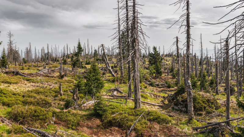 Une vue saisissante d'une forêt désolée avec des conifères clairsemés et un ciel nuageux.