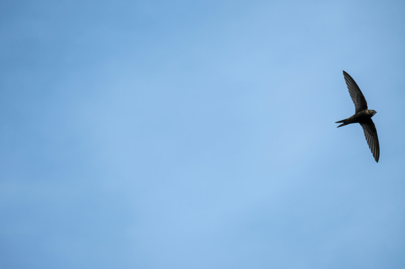 Common Swift.