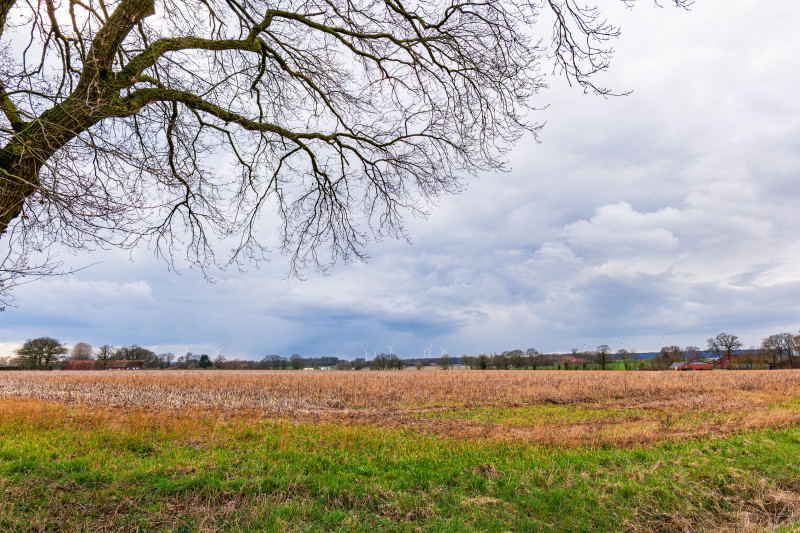 Un paysage hivernal avec des branches d'arbres sans feuilles, des champs ouverts et des éoliennes lointaines sous un ciel nuageux.