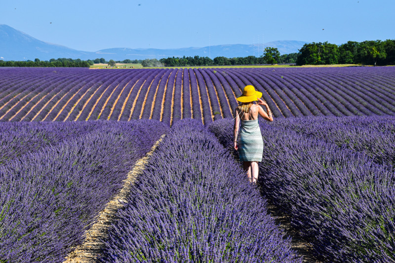 Une femme portant un chapeau jaune explore un champ de lavande vibrant en Provence, en France.