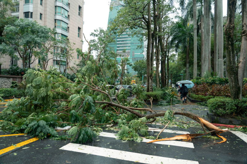 Débris causés par le typhon, notamment des arbres tombés dans une rue de Taipei, à Taiwan.