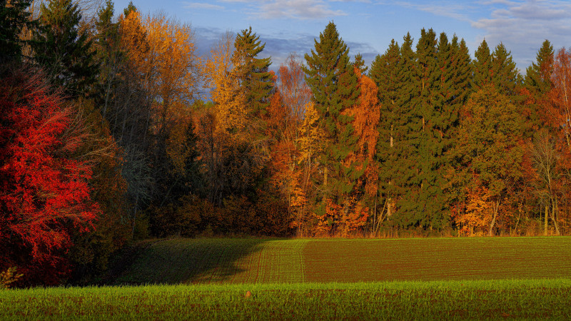 Des arbres d'automne colorés bordant un champ vert sous un ciel bleu.