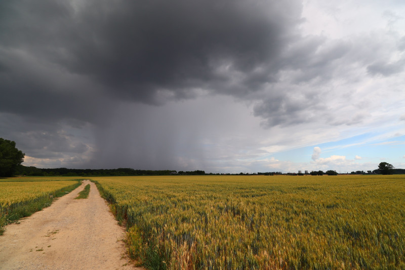 Des nuages orageux surplombent un champ de blé rural avec un chemin de terre sinueux.