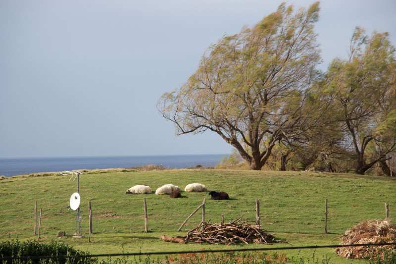 Des moutons paissent sur une colline verdoyante avec vue sur l'océan et des arbres dansant dans la brise.