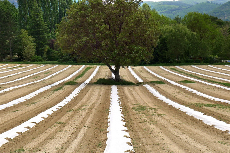 agriculture, agroecology, asparagus, countryside, landscape, rural, scenery, tree, nature, agroécologie, arbre, asperge, campagne, paysage, scénique, agroécologie, agroécologie, agroécologie, agroécologie, agroécologie