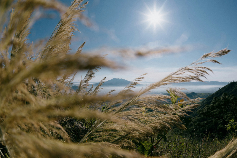 Tall grass in the foreground against a distant mountain range under a bright sun