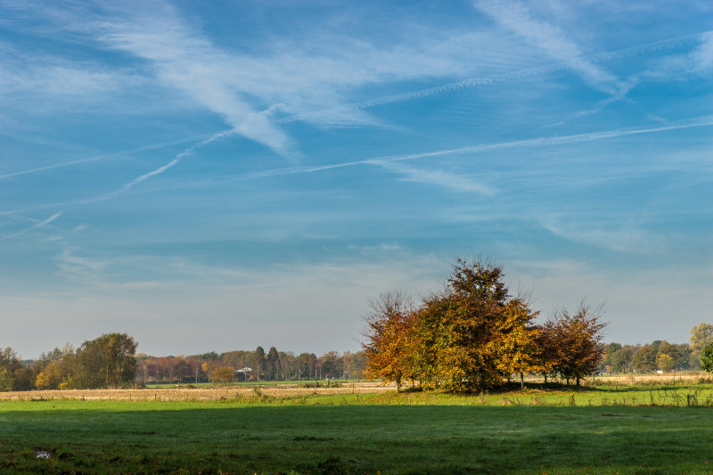 Plan large d'un parc avec des arbres et un ciel bleu avec des stries de nuages