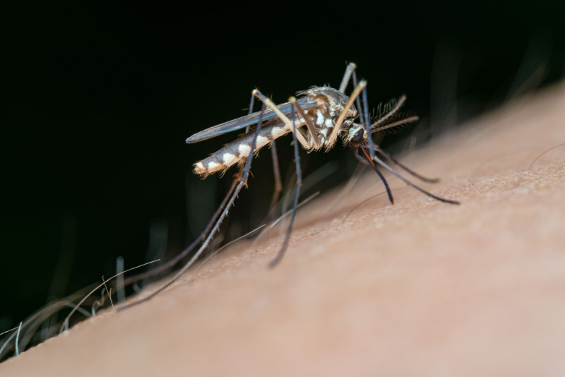 Les moustiques pourraient bien survivre et continuer à vous piquer jusqu'en décembre