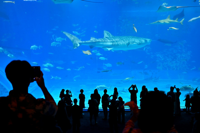 People watch whale shark in large aquarium tank