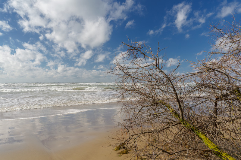 Tempête printanière et arbres brisés sur une plage de sable, espace pour texte sur les écosystèmes marins