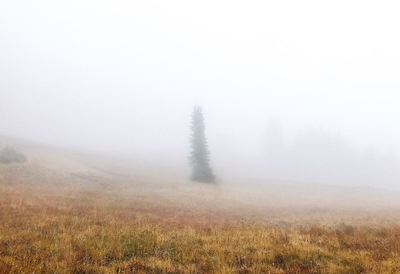 Belle photo d'un champ herbeux sec avec un arbre dans le brouillard