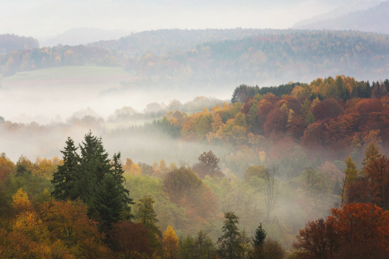 Une forêt d'automne colorée à couper le souffle, pleine de différents types d'arbres couverts de brouillard.