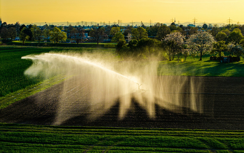 A sprinkler irrigation system sprays water over a cultivated field, creating a mist in the air. The surrounding area includes green grass, trees with spring foliage, and a backdrop of buildings and utility poles under early morning light.