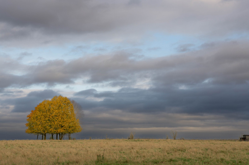 Une scène d'automne calme avec un bosquet d'arbres sous un vaste ciel nuageux sur une plaine rurale.