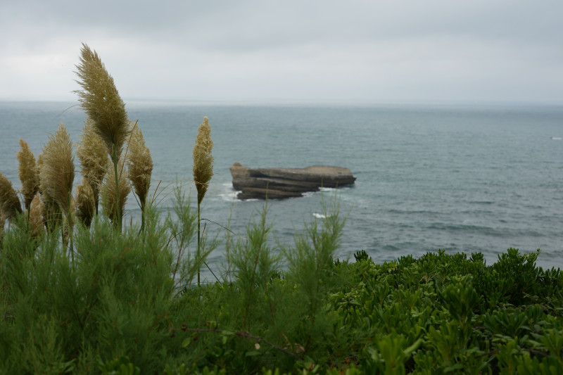 A coastal plant standing in the foreground with the sea stretching out behind it, blending soft colors and natural textures.