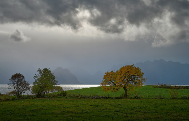 Stormy sky over a golden tree and green field