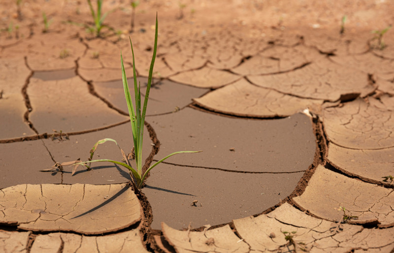 In the drought, there will always be life.