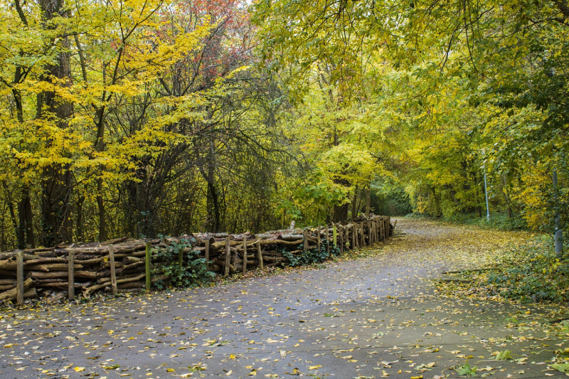 des arbres, automne, couleurs, autumn colors, golden autumn, feuilles, nature, coloré, autumn mood, color, autumn motif, brillant, oostende, maria hendrikapark, paysage, forêt, fall colors, fall leaves, golden fall, october, humeur, far away, path