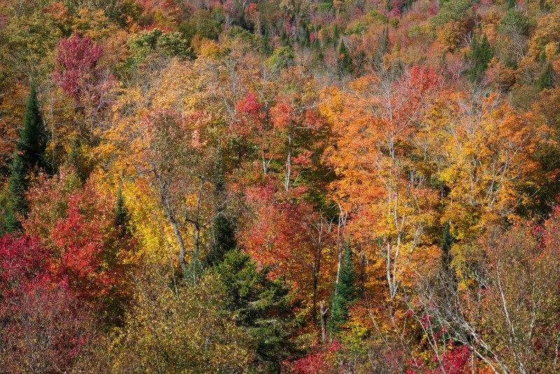 Superbe vue aérienne du feuillage d'automne coloré dans la forêt québécoise, mettant en valeur la beauté de l'automne.