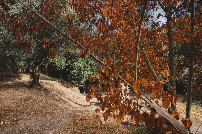 Forêt d'automne