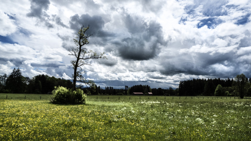 Plan large d'arbres et d'herbe sous un ciel nuageux