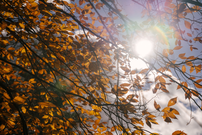 De belles feuilles dorées contre le soleil, capturant l'essence de l'automne à la campagne.