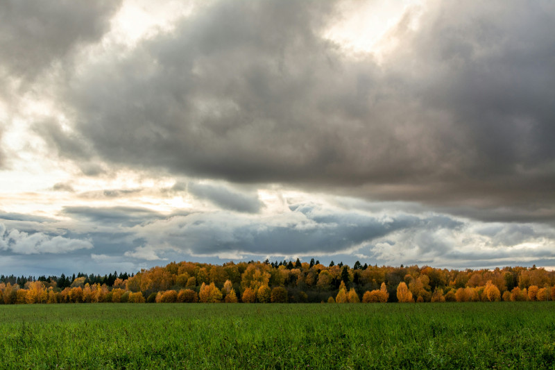 green grass field