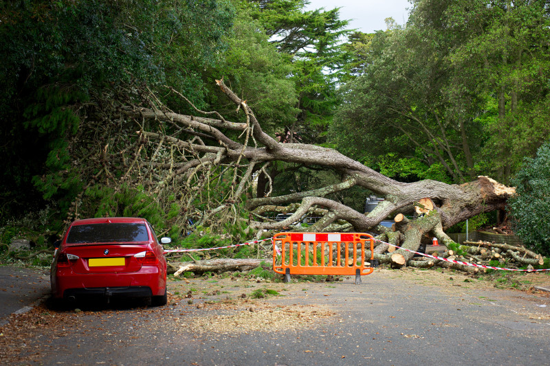 Un grand arbre est tombé, bloquant la route avec des débris. Une voiture rouge est à proximité.