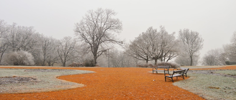 Parc avec arbres nus et sol orange un jour brumeux
