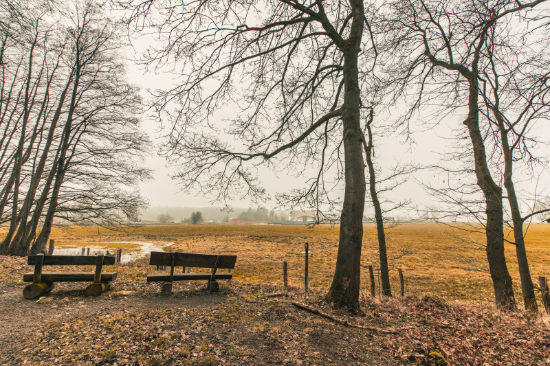 Beau coup de bancs en bois dans un parc forestier