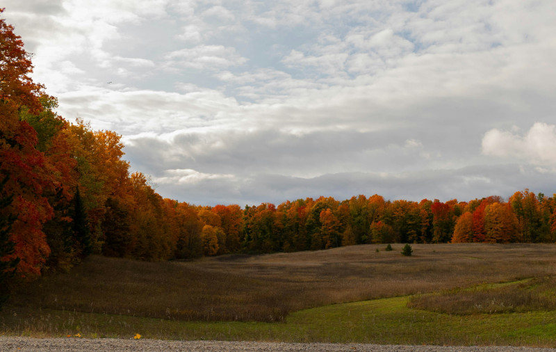 a field with trees in the back