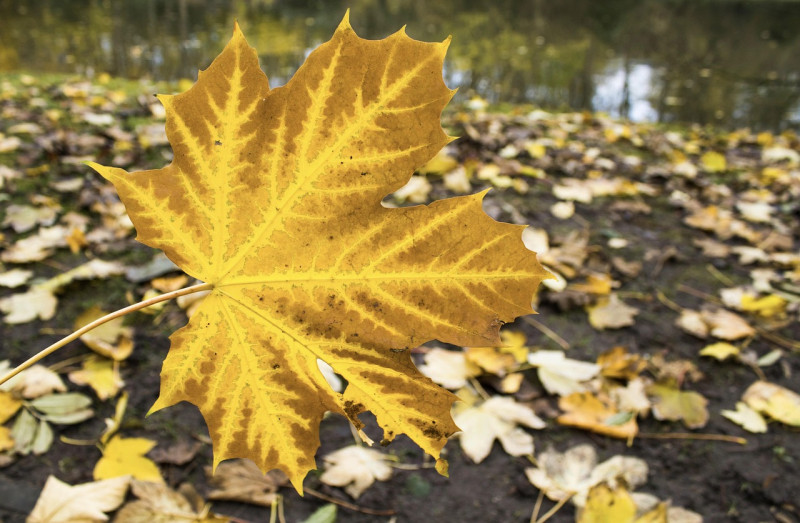 automne, leaf color, autumn leaf, feuille, humeur, atmospheric, atmosphere, autumn motif, golden autumn, colorful leaf, coloring, nature, fall, farbenspiel, fall foliage